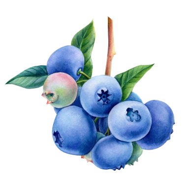  böğürtlen suluboya, resimli botanik resim