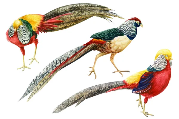 Набір фазанів на ізольованому білому тлі, красивий акварель для птахів, малюнок рук — стокове фото