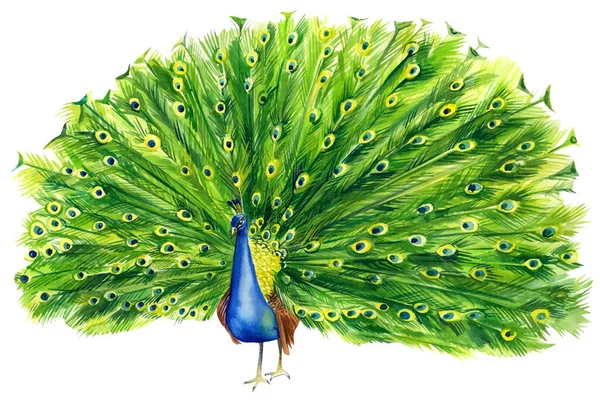 Schöne Pfauenzeichnung auf isoliertem weißem Hintergrund, schöner aquarellierter Vogel, Handzeichnung — Stockfoto