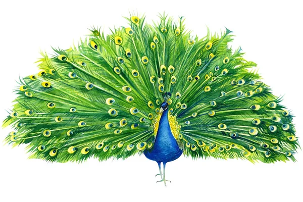 Schöne Pfauenzeichnung mit offenem Schwanz auf isoliertem weißem Hintergrund, schöner Aquarell-Vogel, Handzeichnung — Stockfoto