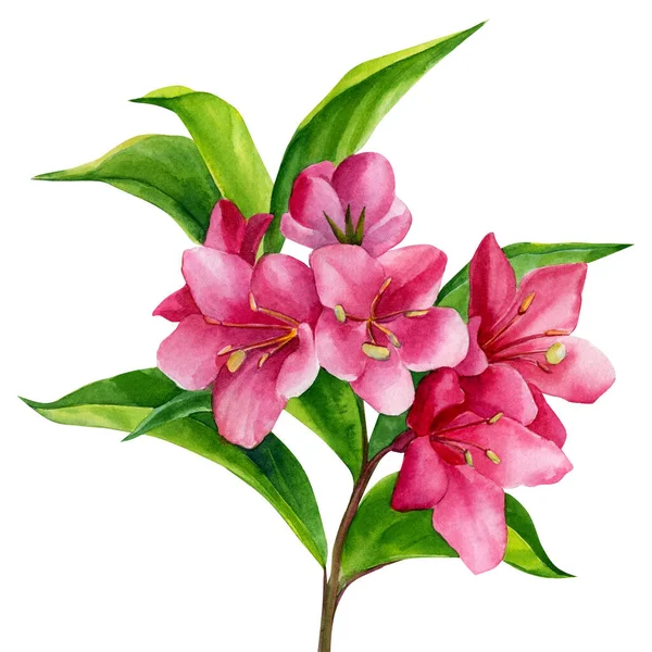 하얀 배경에 있는 아름다운 분홍빛 꽃, 식물학적 물감, 손으로 그리는 그림. 웨 겔라 — 스톡 사진