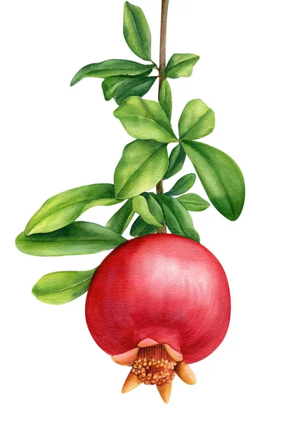 Fruta romã em um fundo branco isolado, aquarela botânica — Fotografia de Stock
