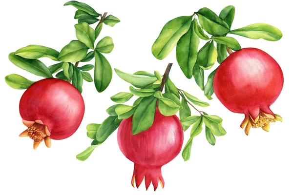 하얀 배경에는 과일, 석류, 식물성 물감, 손으로 그린 그림 — 스톡 사진