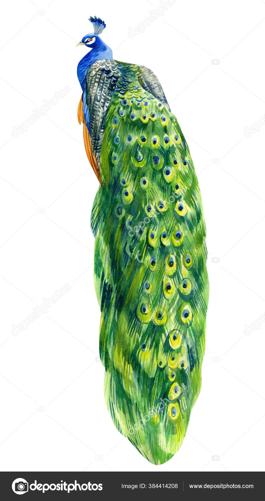 Pretty Peacock by Rebecca Wang