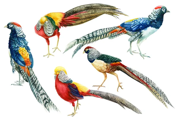 Набір барвистих птахів, фазанів на ізольованому білому тлі, ботанічний акварель, малюнок рук — стокове фото