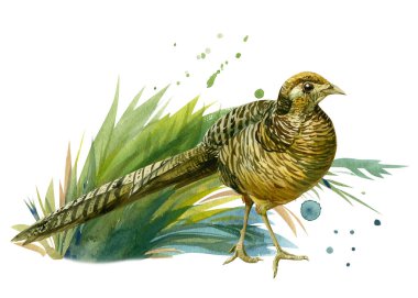 Çimlerdeki sülün ve boya lekeleri, beyaz bir arka planda suluboya çizimi, renkli bir kuş.