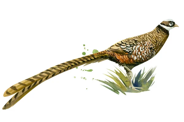 Фазан в траві на білому тлі, акварельна ілюстрація, барвистий птах — стокове фото