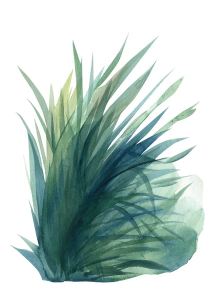 Трава, ізольована на білому тлі, акварельна ілюстрація, барвистий птах — стокове фото