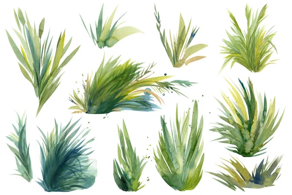 Aquarel gras schilderen, geïsoleerd op witte achtergrond, aquarel illustratie, Kleurrijke vogel — Stockfoto