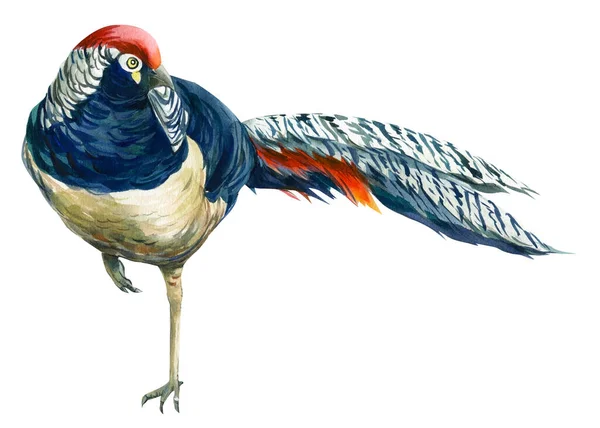 Барвистий фазан птахів, ізольований на білому тлі, акварельна ілюстрація — стокове фото