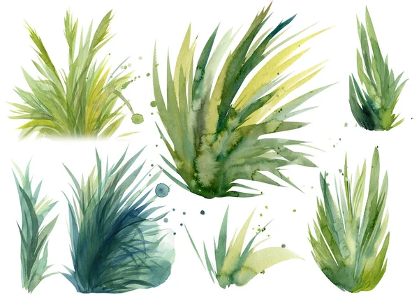 Zestaw trawy, izolowane na białym tle, Ilustracja akwarela, kolorowy ptak — Zdjęcie stockowe