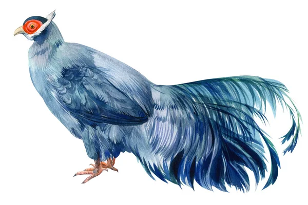 Барвистий птах, фазан, білий фон, акварельна ілюстрація — стокове фото