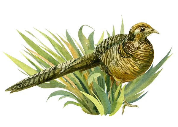 Composición con un pájaro, un faisán en la hierba sobre un fondo blanco, ilustración acuarela, pájaro colorido — Foto de Stock