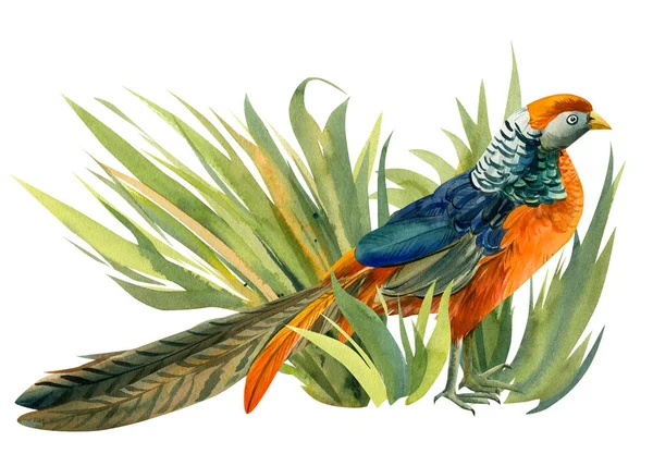 Composizione con un uccello, un fagiano nell'erba su sfondo bianco, illustrazione ad acquerello, uccello colorato — Foto Stock