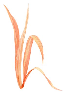 Beyaz arka planda kuru bitkilerin çizimleri, boho tarzında suluboya çizimler, bej bitkiler.