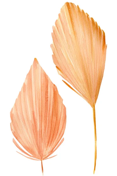 야자나무 잎, 흰 배경에 마른 식물을 그린 일련의 그림, 보호 스타일 의수 채색 삽화, 베이지 허브 — 스톡 사진