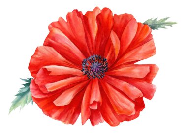 Haşhaş çiçekleri, izole edilmiş beyaz arka plan, botanik çizim, suluboya resim