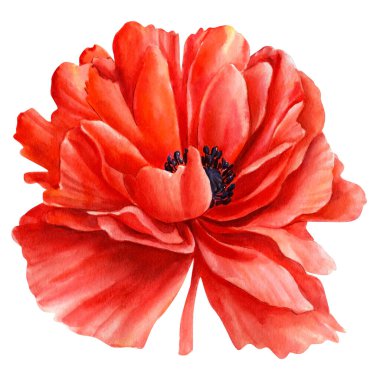 İzole edilmiş beyaz arka planda haşhaş, botanik çizim, suluboya resim