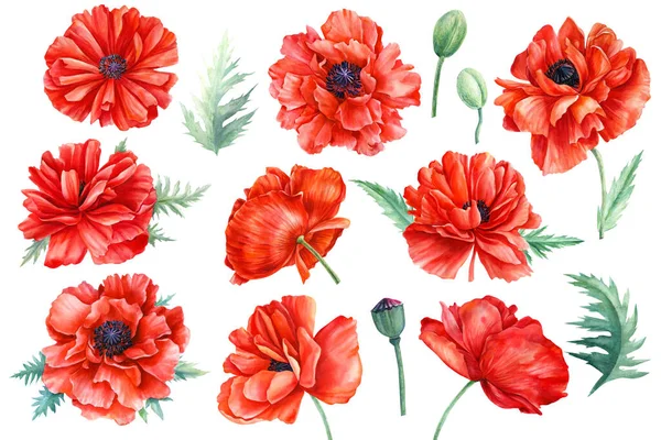 Σύνολο λουλουδιών, κόκκινα παπαρούνες, μπουμπούκια, φύλλα σε λευκό φόντο, βοτανική απεικόνιση, ακουαρέλα κλιπ — Φωτογραφία Αρχείου