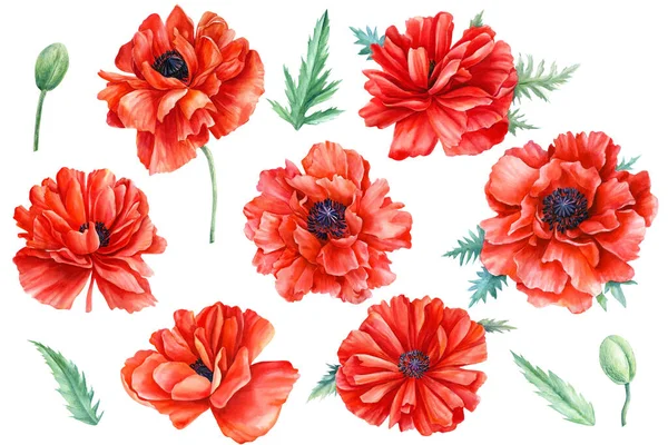 Κόκκινα λουλούδια, παπαρούνες, λευκό φόντο, βοτανική απεικόνιση, ζωγραφική ακουαρέλα, σχέδιο χλωρίδας — Φωτογραφία Αρχείου