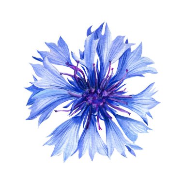 suluboya yabani çiçek, izole edilmiş beyaz arka planda çiçek, botanik illüstrasyon