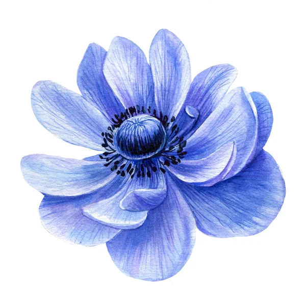 Anêmona em um fundo branco isolado, flor azul, ilustração aquarela — Fotografia de Stock