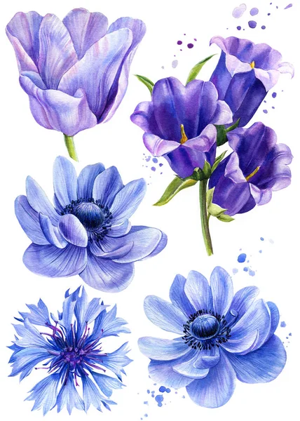 Комплект цветов, синий, колокольчики, анемон, тюльпан, васильковый цветок на изолированном белом фоне, ботанический акварель — стоковое фото