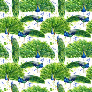 tavus kuşları, sulu boya desenleri beyaz arka planda, el çizimi