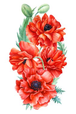 Beyaz arka planda kırmızı gelincikler, el çizimi, suluboya çizim, botanik çizim, bir buket kır çiçeği.