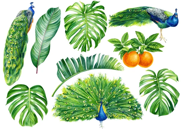 Набір павичів і тропічних рослин, мандарин, ізольований білий фон, акварельна ботанічна ілюстрація — стокове фото