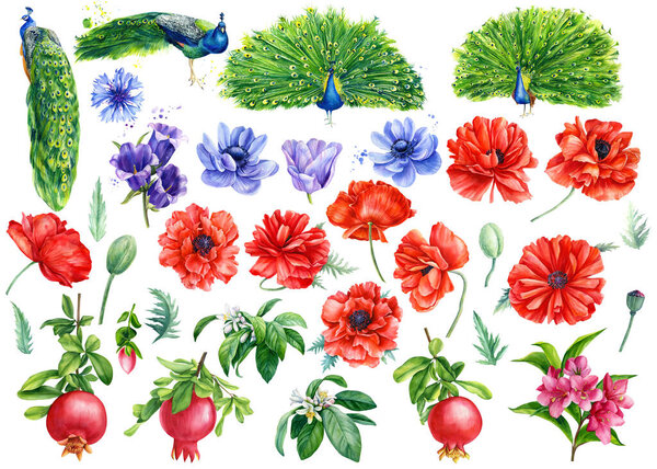 set of flowers and birds, poppies, anemones, cornflower, blue bell, peacocks, isolated white background, watercolor 