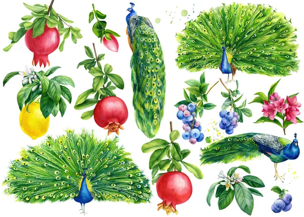 Serie di pavoni, fiori, frutti e bacche su uno sfondo bianco isolato, illustrazione botanica ad acquerello — Foto Stock