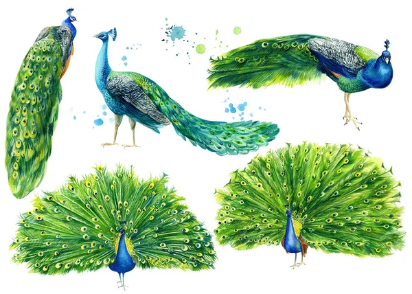 how to draw a beautiful peacock step by step for kids | Peacock drawing,  Easy drawings for kids, Art competition ideas