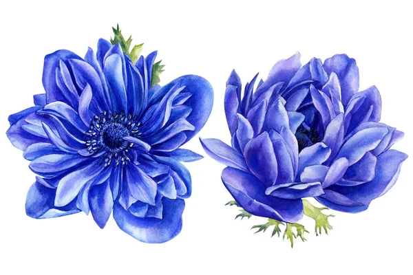 Акварельно синий цветочный набор. Ручная роспись синий анемон изолирован на белом фоне — стоковое фото