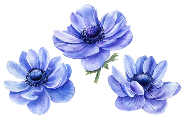 Набор красивых цветов, Акварель синий Anemone на белом фоне — стоковое фото