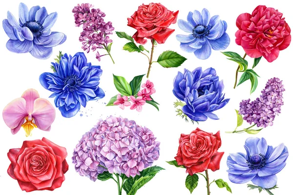 Serie di fiori, anemoni, peonia, orchidea, ortensia, peonia, lilla, acquerello — Foto Stock