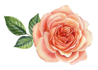 Güzel pembe bir gül. Suluboya illüstrasyon, beyaza izole edilmiş çiçek.