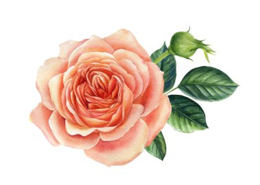 Beyaz arka planda izole edilmiş güzel pembe bir gül. Suluboya çizimi.