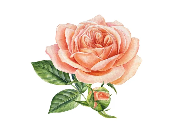 Pintura botânica, rosa rosa isolada sobre fundo branco. Ilustração aquarela — Fotografia de Stock