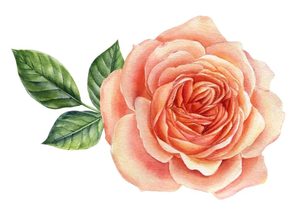 Rosa bonita. Ilustração de aquarela, flor Isolado em branco . — Fotografia de Stock