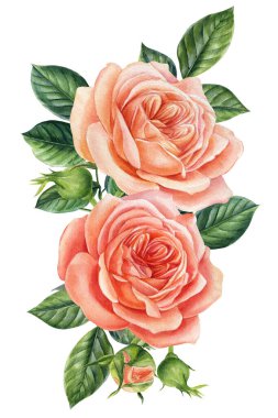 Beyaz arka planda izole edilmiş güzel pembe bir gül. Suluboya resimleme, dekoratif mahsul gül ve tomurcuk. 