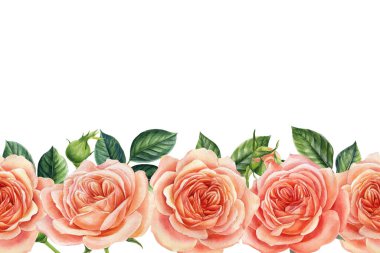 Beyaz arka planda izole edilmiş güzel pembe bir gül. Pankart, davetiyeler, mesajlaşma yeri olan tebrik kartı. Suluboya çizimi.