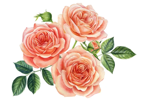 Schöne rosa Rose isoliert auf weißem Hintergrund. Aquarell-Illustration. Grußkarte — Stockfoto