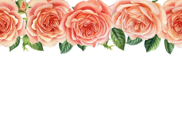 Rosa bonita rosa isolada no fundo branco. Ilustração em aquarela Isolado em branco. banner . — Fotografia de Stock