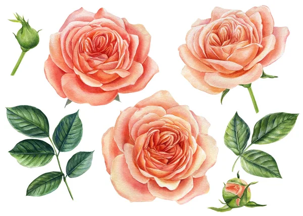 Conjunto de rosas rosa isoladas sobre fundo branco. Pintura botânica aquarela. Conjunto de flores florescentes para o seu projeto — Fotografia de Stock