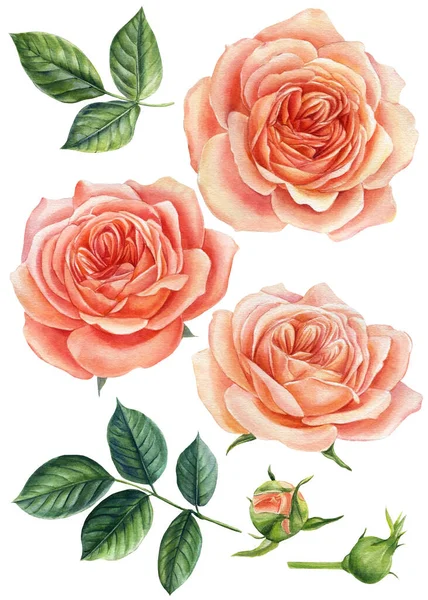 Conjunto de rosas rosa. Pintura botânica aquarela. Conjunto de flores florescentes para o seu projeto. Ilustração aquarela — Fotografia de Stock