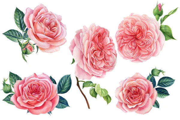 Set of roses, botanical painting. Elements for greeting card, invitation card for wedding, birthday and other holiday.