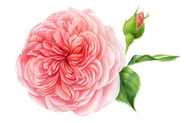 Pembe gül ve tomurcuk, suluboya botanik resim. Yaz tatili.