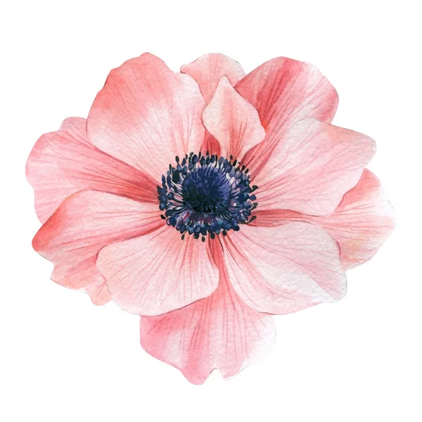 Κομψό λουλούδι σε λευκό απομονωμένο φόντο. Υδατογραφία εικονογράφηση, ροζ ανεμώνη. — Φωτογραφία Αρχείου