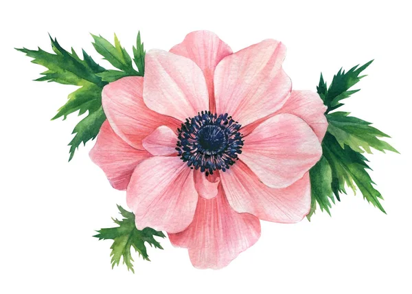 Anêmona rosa, flor sobre um fundo isolado branco. Ilustração aquarela — Fotografia de Stock